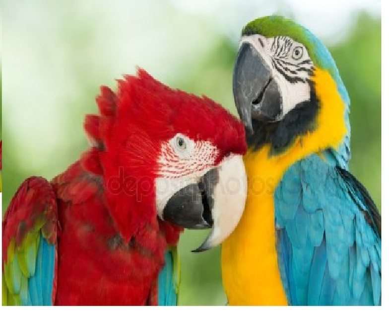 papagáj puzzle online fotóról
