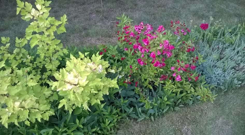 arbustos de colores puzzle online a partir de foto