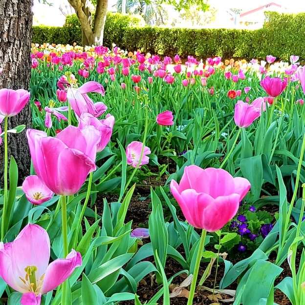 Jardín de tulipanes, Toowoomba puzzle online a partir de foto