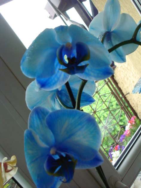 orchidea puzzle online da foto