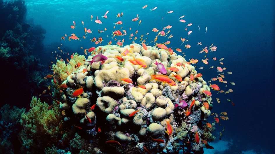 Marea barieră de corali puzzle online din fotografie