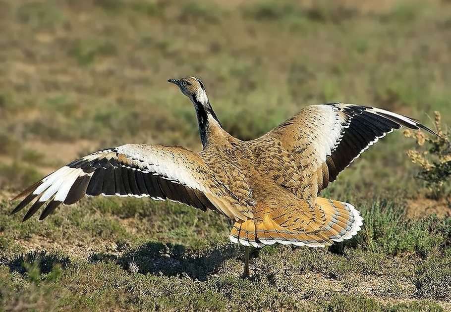 Houbara Bustard puzzle online from photo