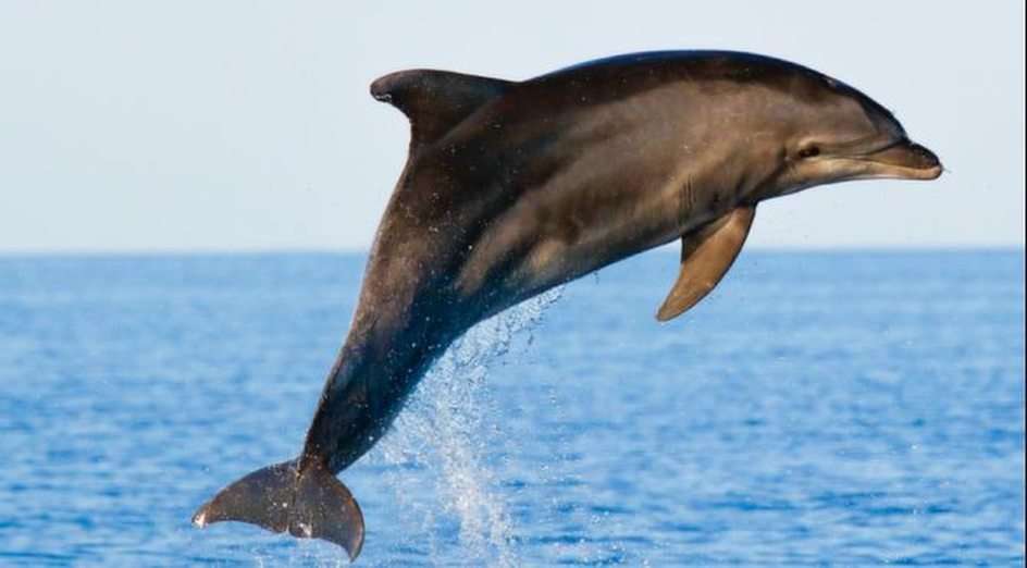 Делфин онлайн пъзел