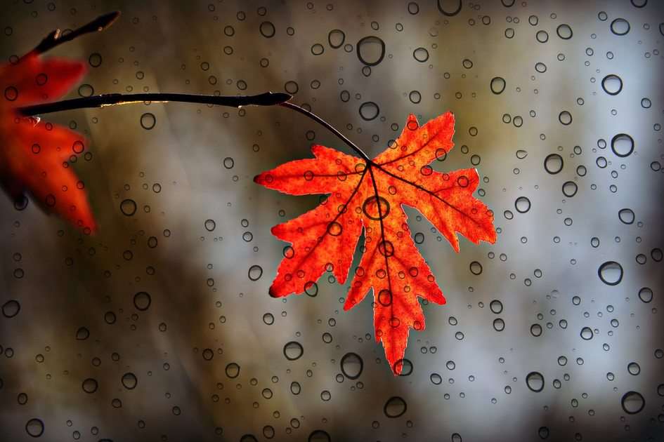 Autumn leaf puzzle online from photo