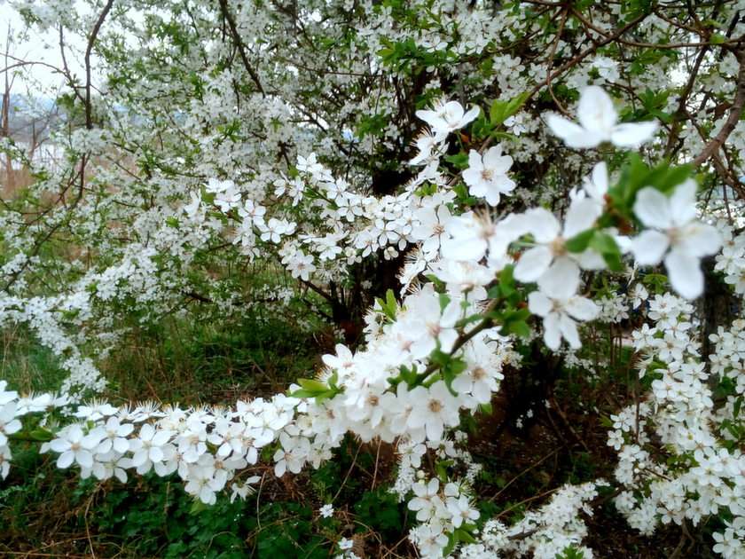 Blommande träd pussel online från foto