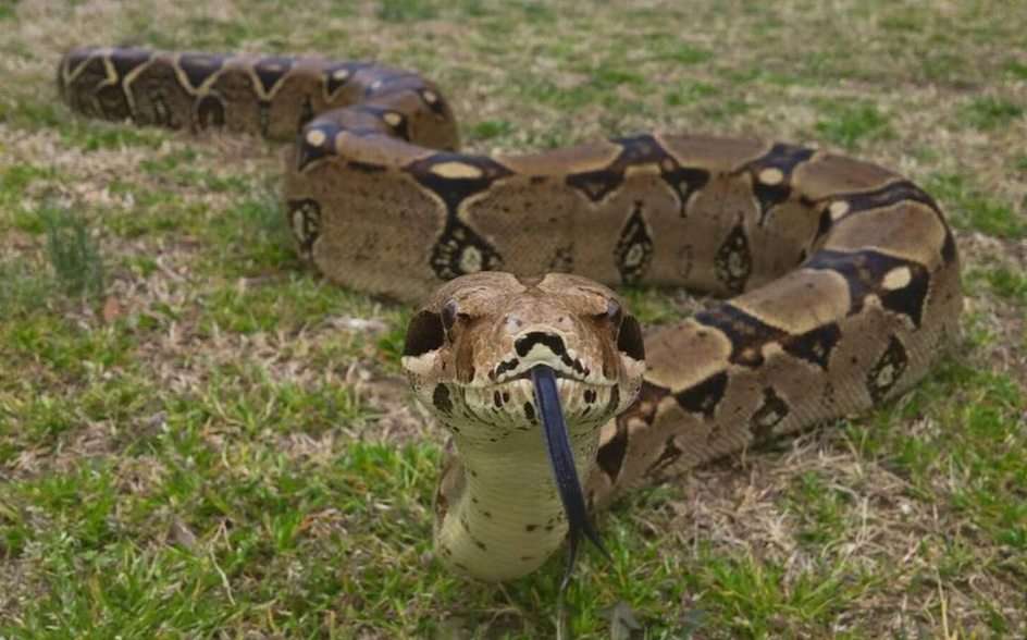 Змия онлайн пъзел