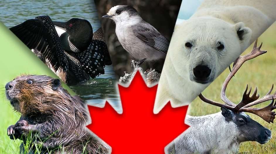 Kanadensiska djur Pussel online