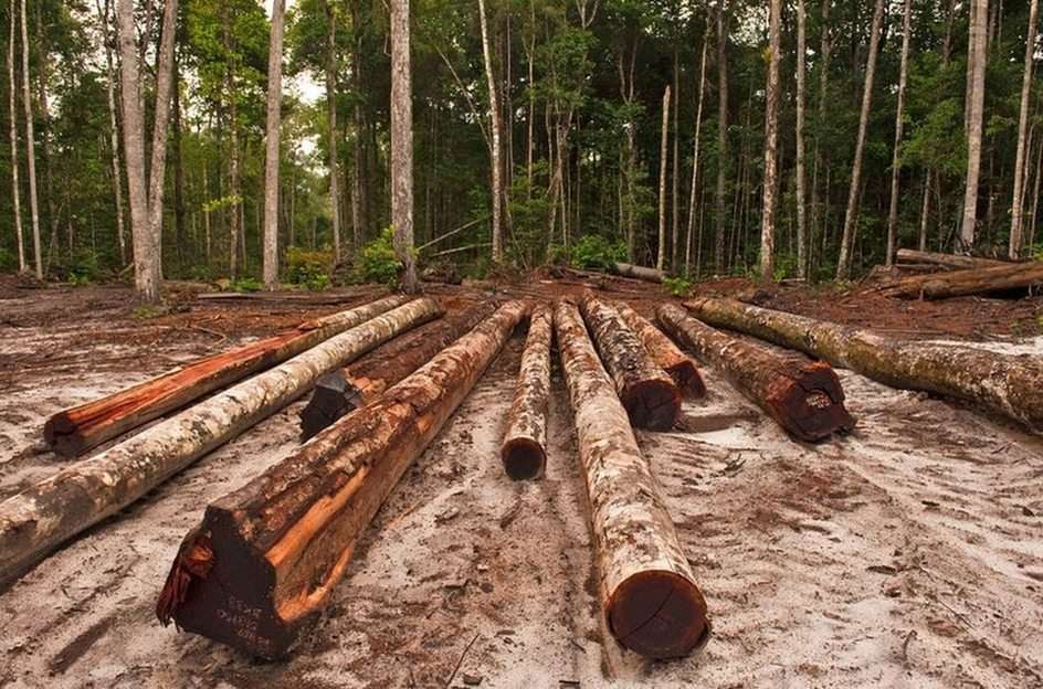 Обезлесяване в Амазонка онлайн пъзел