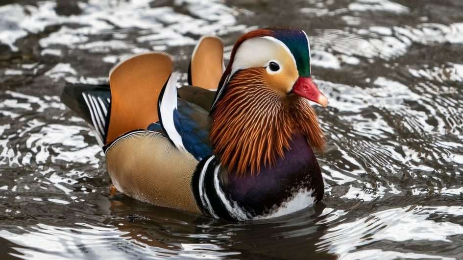 madarin duck puzzle online from photo