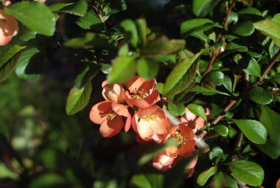 quince puzzle online from photo