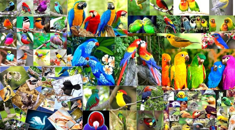 oiseaux, oiseaux puzzle en ligne