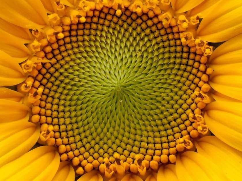 Sunflower online puzzle