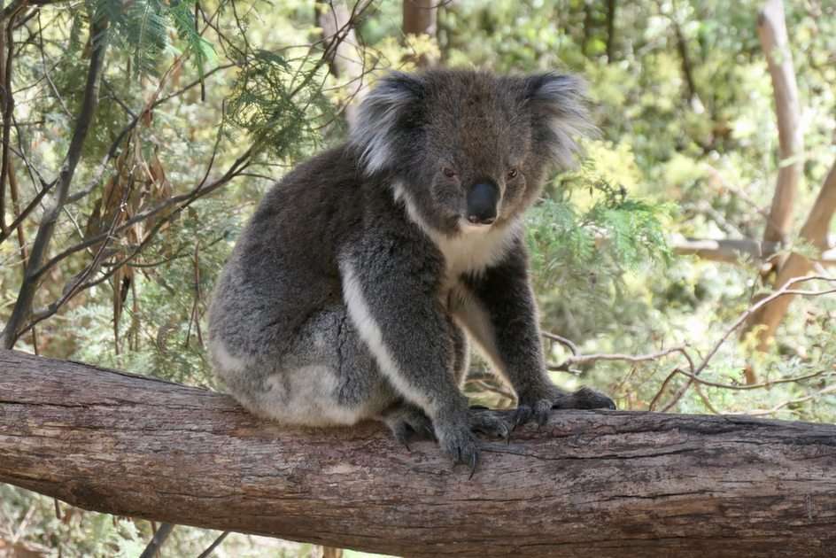 Tidbinbilla Koala Online-Puzzle