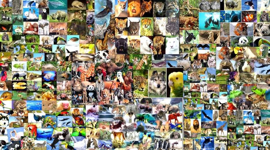 zoo-collage pussel online från foto