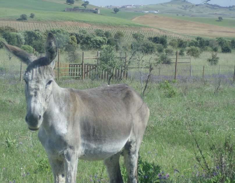 donkey puzzle online from photo