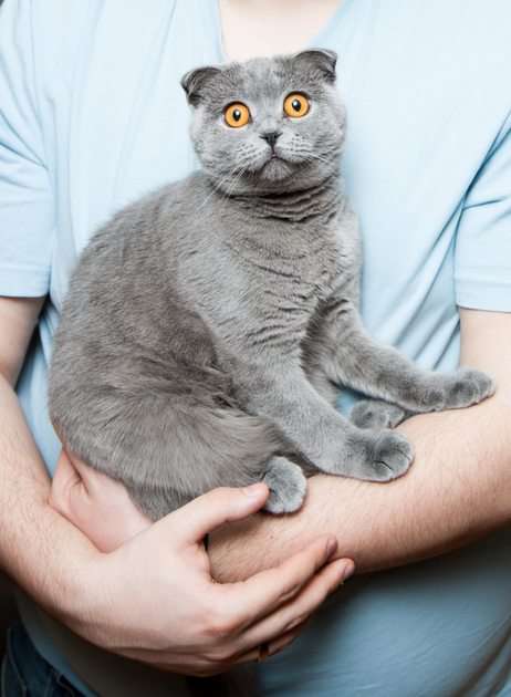 котенок тест пазл онлайн из фото