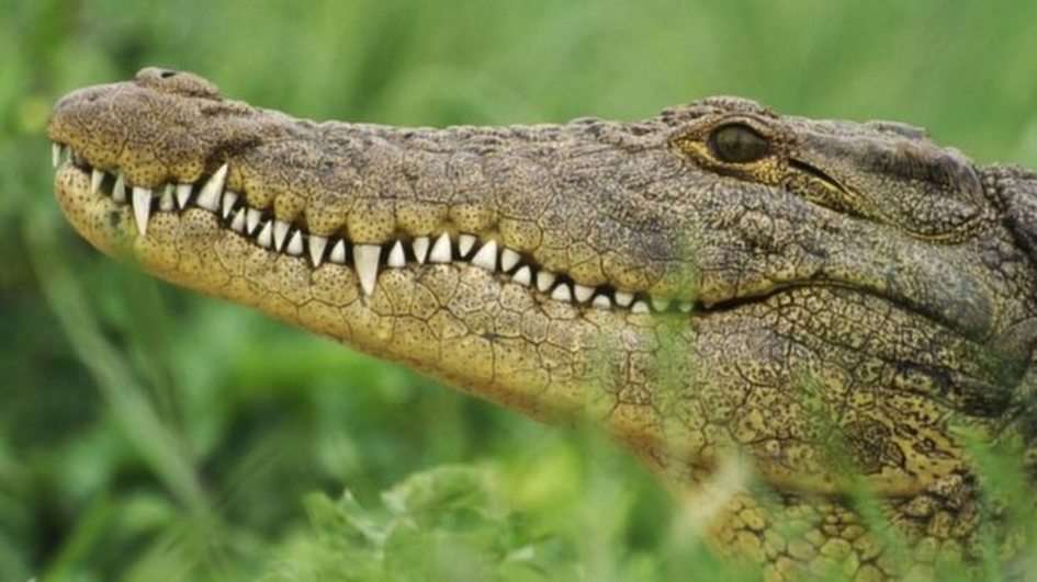 Krokodýl pro děti online puzzle