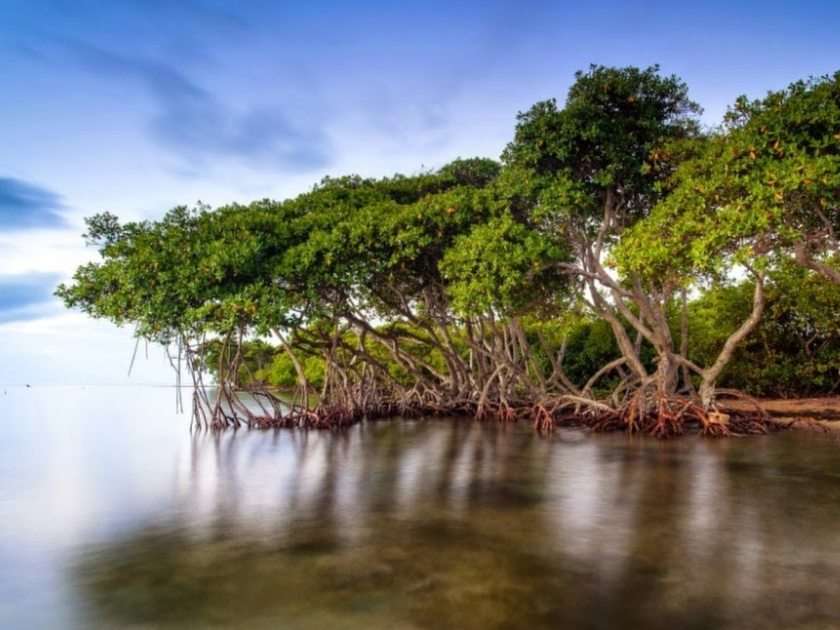 Forêt de mangrove puzzle en ligne