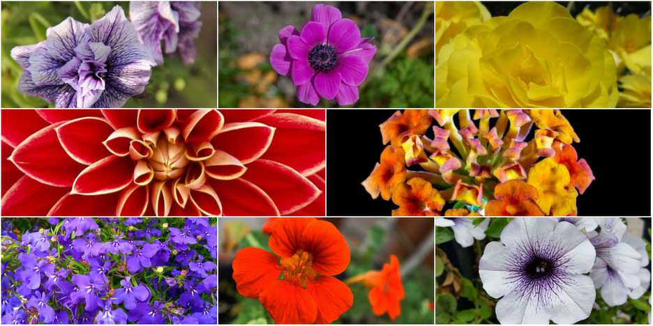 Blumen Online-Puzzle