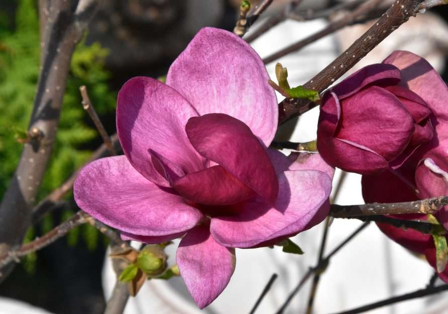 Magnolia puzzle online a partir de foto