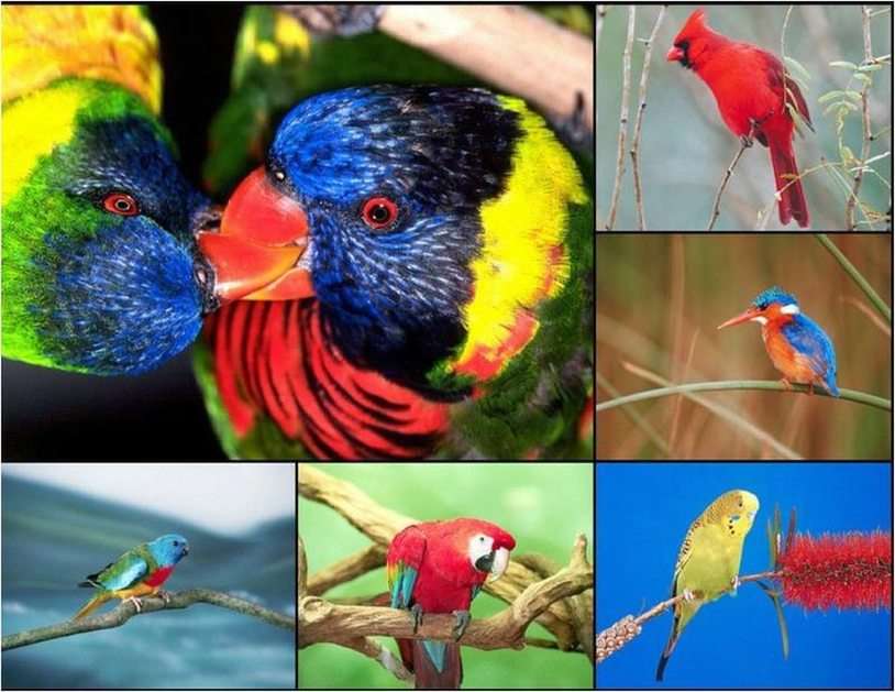 păsări puzzle online din fotografie