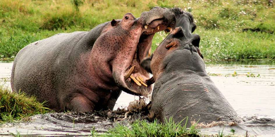 hippopotames sportifs puzzle en ligne