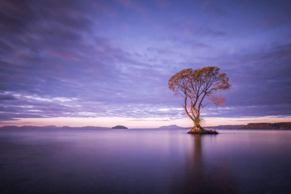 Озеро з одним деревом скласти пазл онлайн з фото