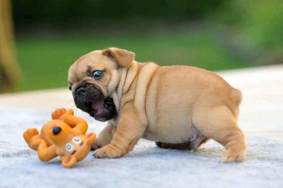 Bulldog v.s Toy pussel online från foto