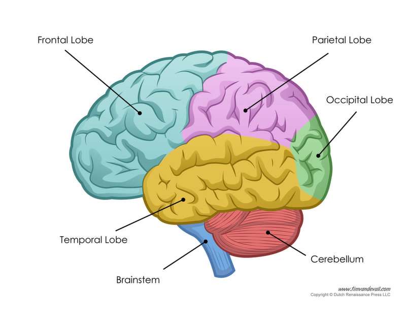 Puzzle de cerveau puzzle en ligne à partir d'une photo
