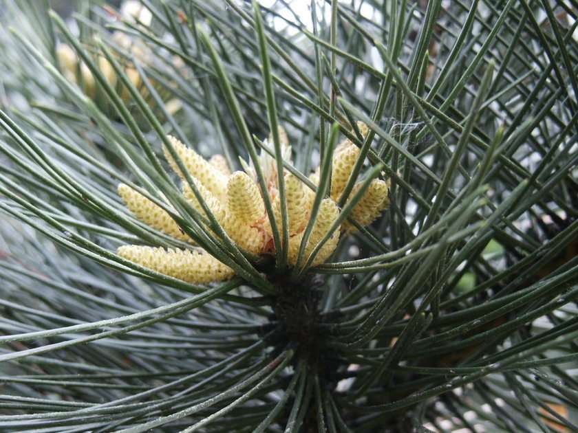 pine puzzle online from photo