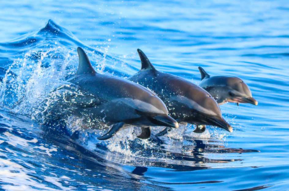 delfín rompecabezas en línea