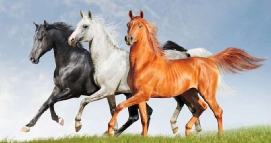 häst pussel online från foto
