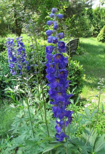 Larkspur puzzle online from photo