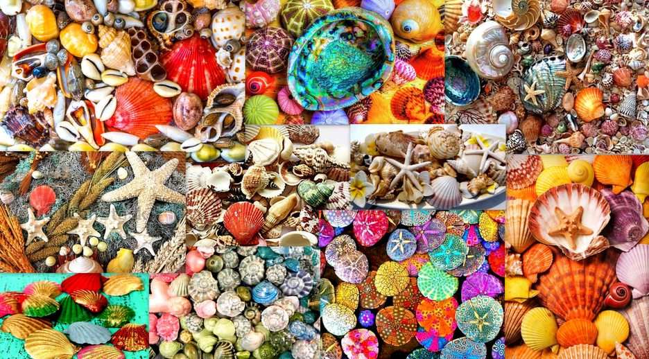 conchas coloridas puzzle online a partir de fotografia
