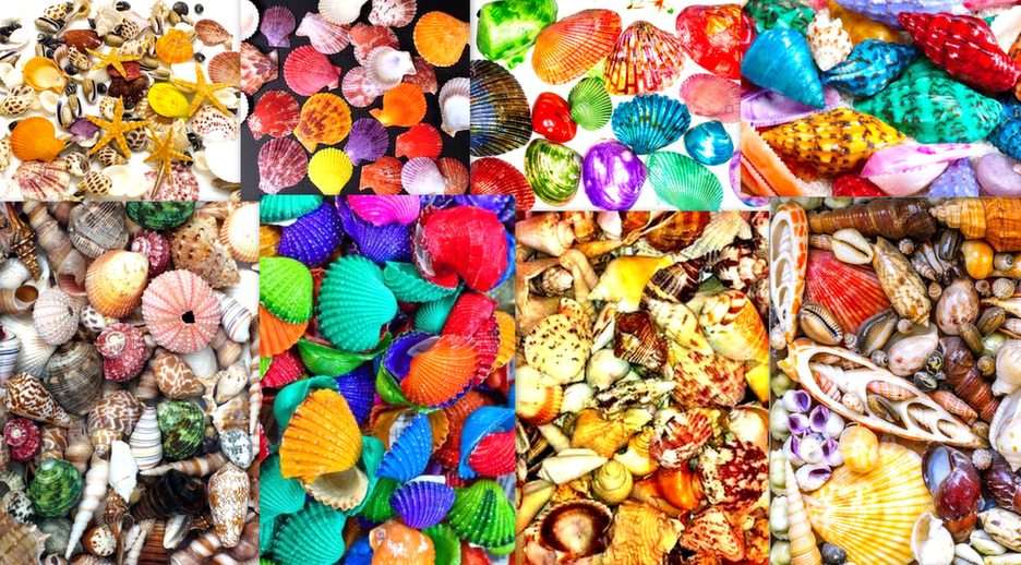 colorful seashells puzzle online from photo