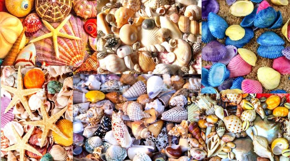 colorful seashells puzzle online from photo