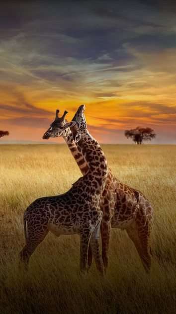 Giraffe puzzel online van foto