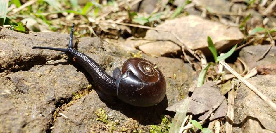 Caracol puzzle online from photo