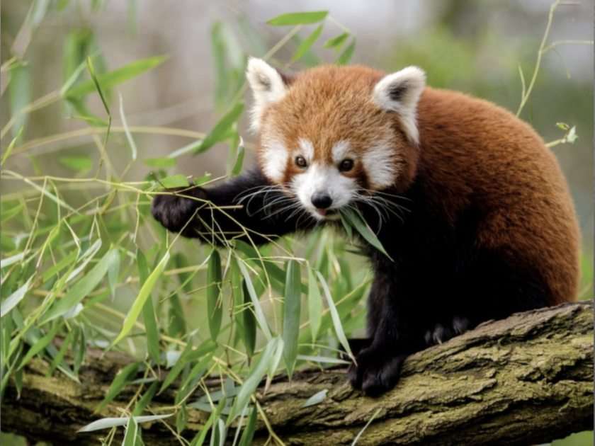 red panda puzzle online from photo