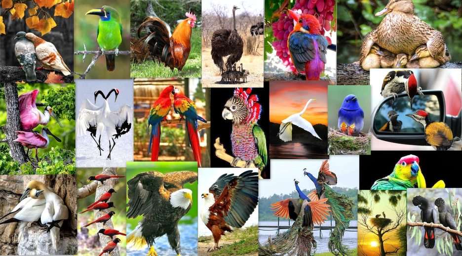 όμορφα πουλιά online παζλ