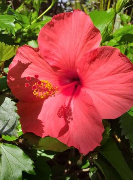FLOWERS FROM TENERIFE online puzzle