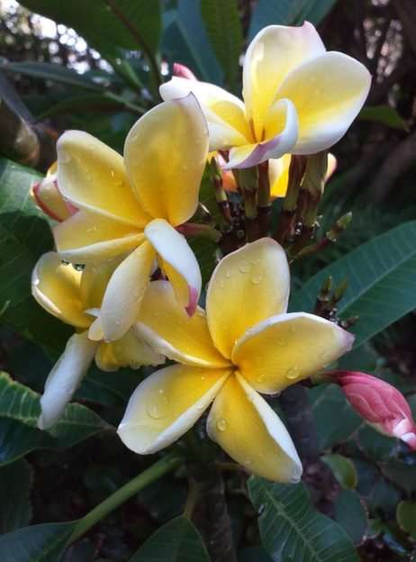 FLOWERS FROM TENERIFE online puzzle