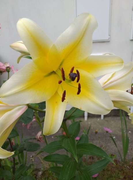 LILY puzzle online from photo