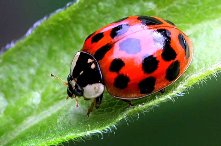 Ladybug puzzle online from photo