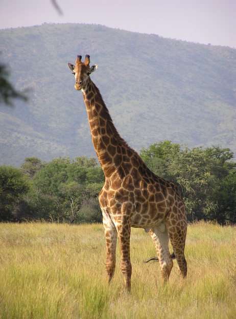 Giraffa puzzle online da foto