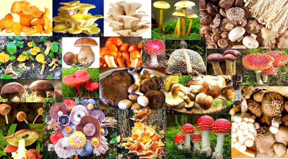 cogumelos puzzle online