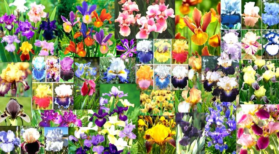 Blommigt collage pussel online från foto