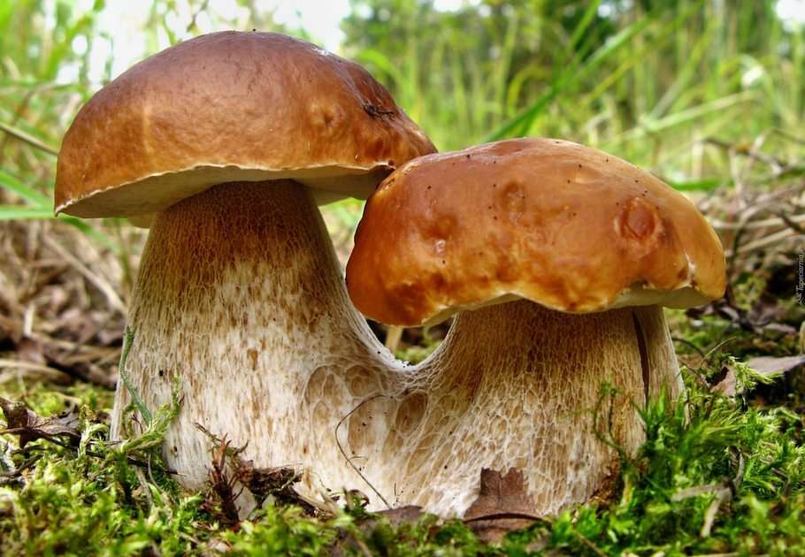 mushrooms online puzzle