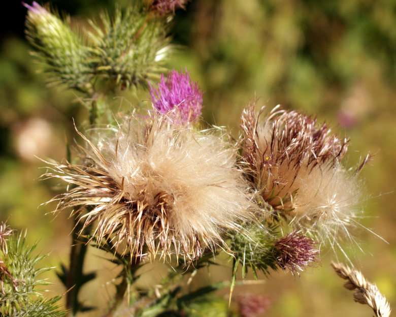 thistle puzzle online from photo