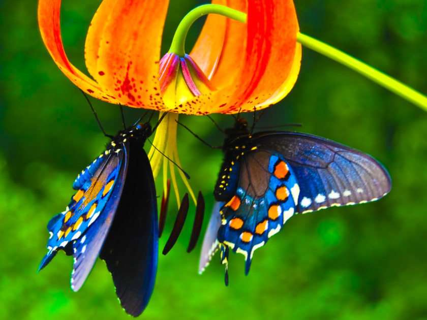la farfalla puzzle online da foto